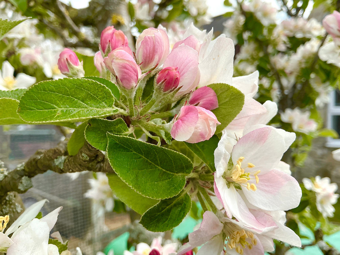 Apple Blossoms … 🌸