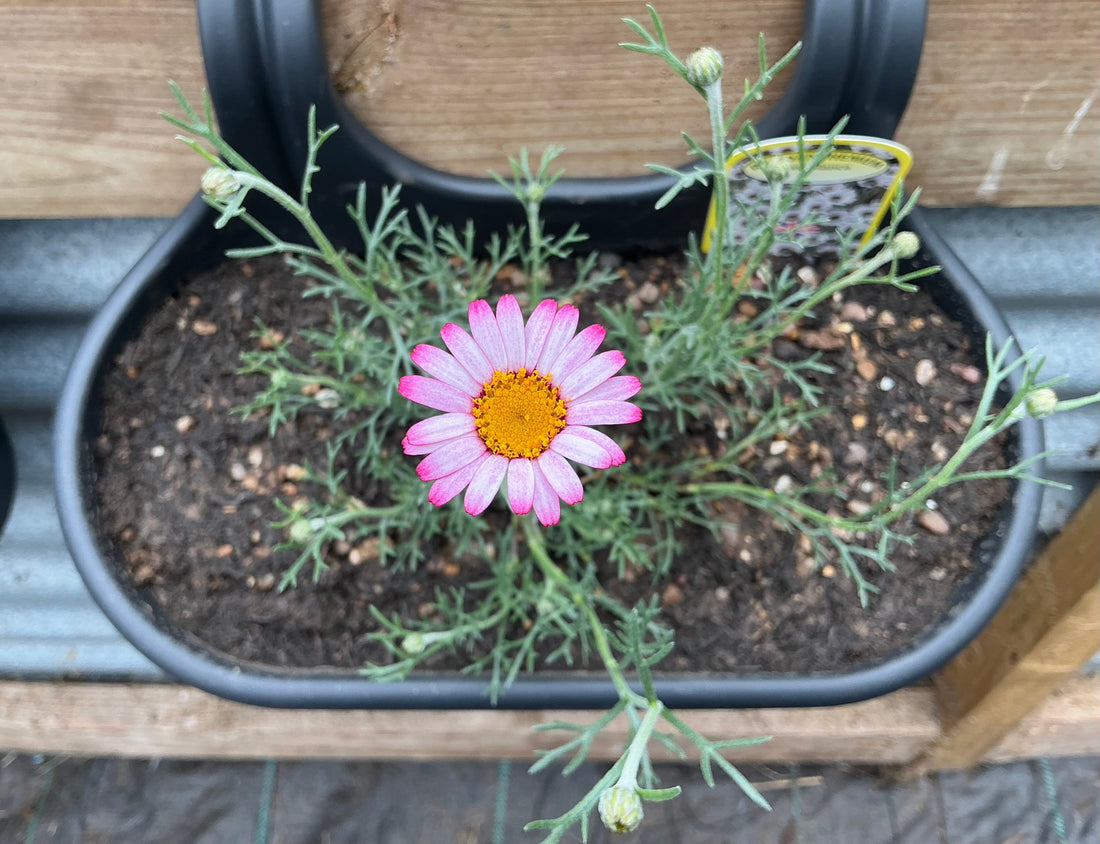 Adding Some Colour To The Garden … 🌸