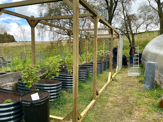Making Progress On Our Fruit Cage … 🐦‍⬛