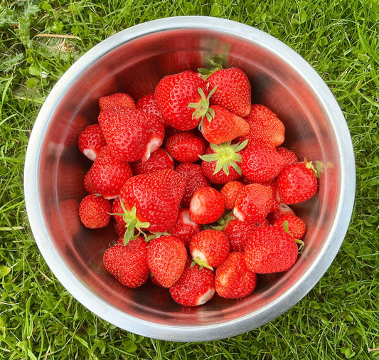 Homegrown Strawberries … 🍓