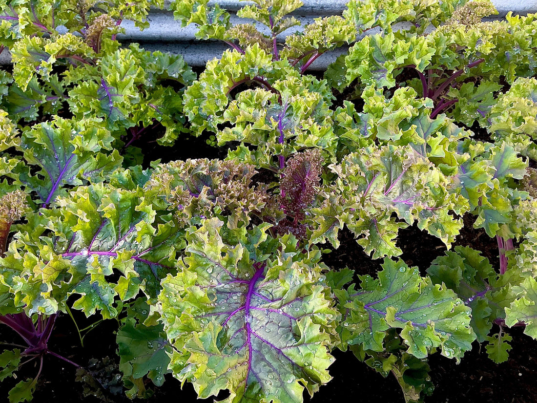 Enjoying Our Homegrown Kale … 🥬
