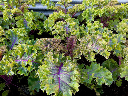 Enjoying Our Homegrown Kale … 🥬