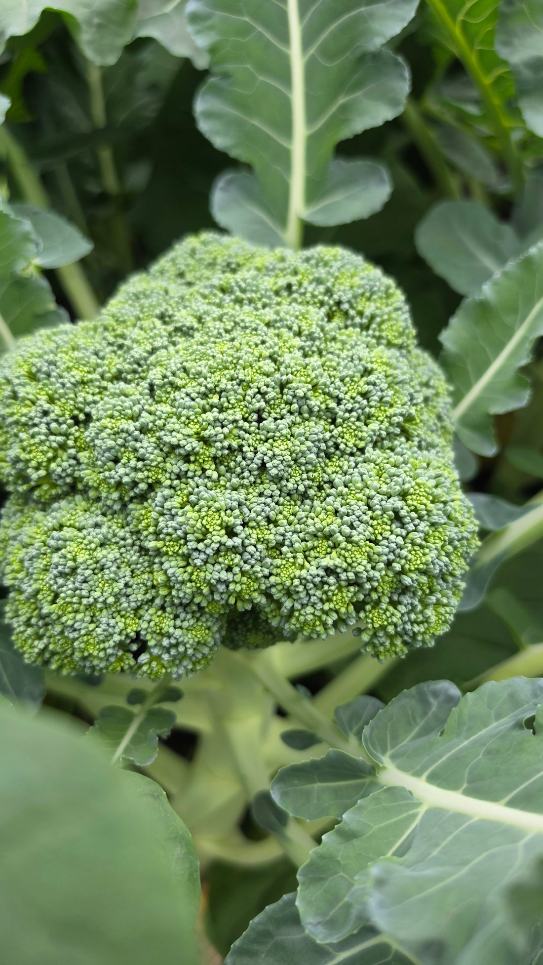 Our Broccoli Is Looking Good … 😊
