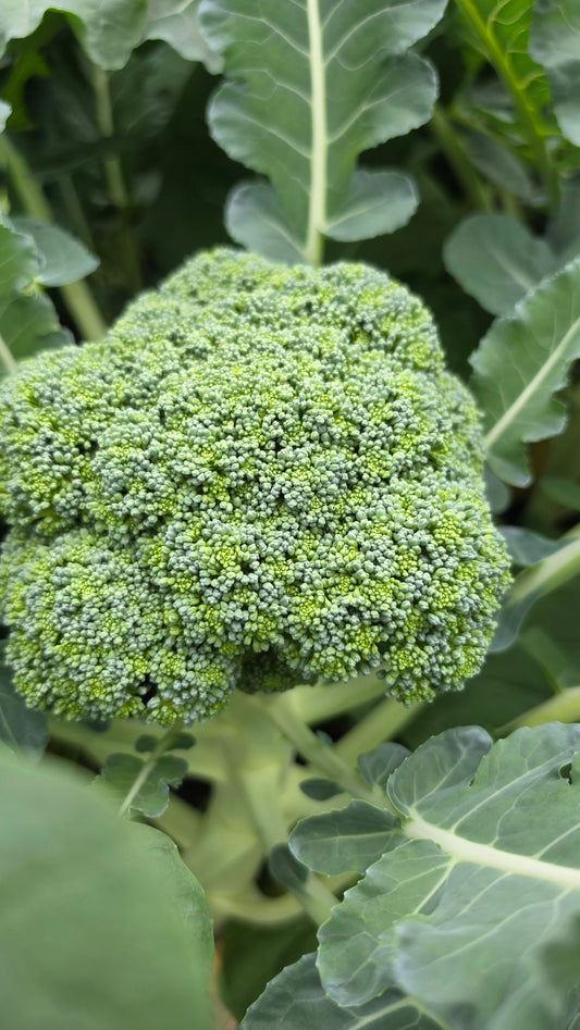 Our Broccoli Is Looking Good … 😊