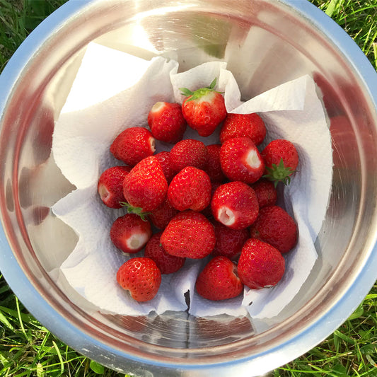 Our First Crop Of Strawberries :)