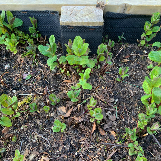 Beautiful Mint In The Garden … :)