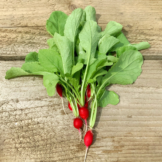 Homegrown Radishes :)